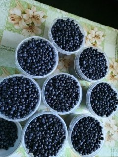 Сезон черники в Нижегородской области: где искать ягоды