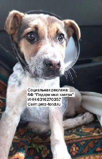 Жестокий случай: собака Душечка получила пулю и нуждается в помощи