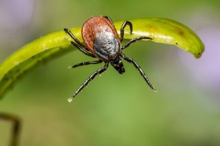 Шесть случаев клещевого энцефалита зарегистрировано в регионе